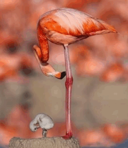 A flamingo standing on one leg with its head bent down.