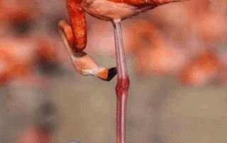 A flamingo standing on one leg with its head bent down.