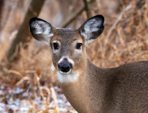 April’s Turning Points: Subtle Shifts Wisconsin Hunters Shouldn’t Miss